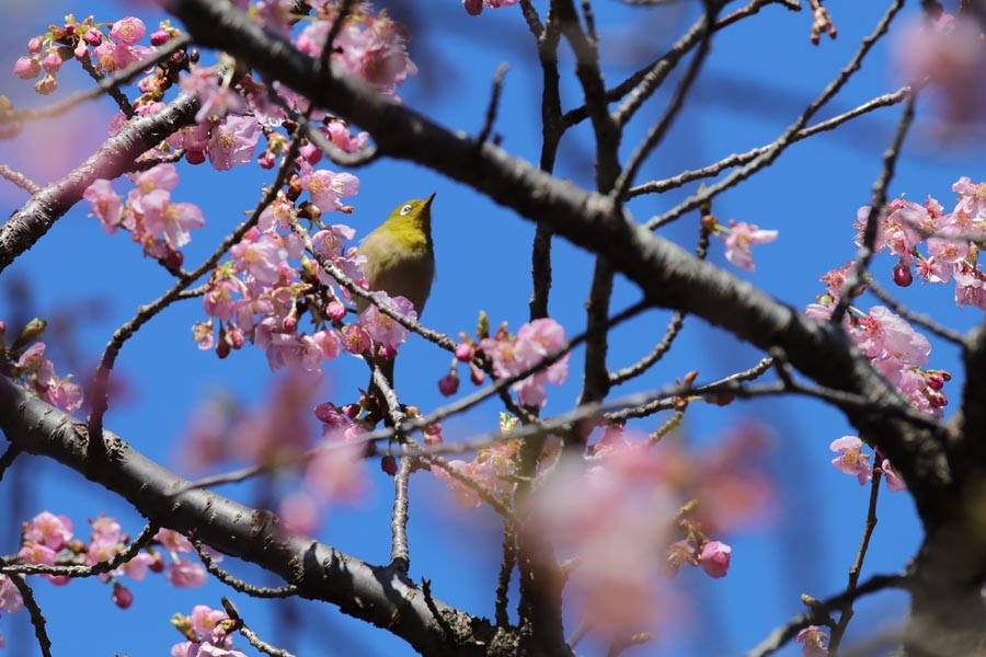 河津桜/都市緑化植物園(クリックで拡大)